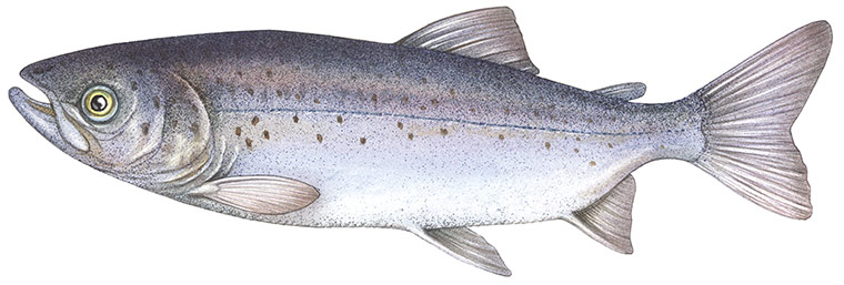 Other wildlife gallery: Atlantic salmon illustration