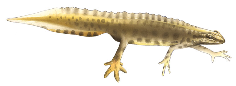 Other wildlife gallery: Smooth newt illustration