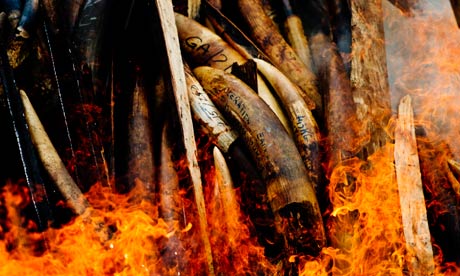 Seized ivory goes up in smoke in Gabon