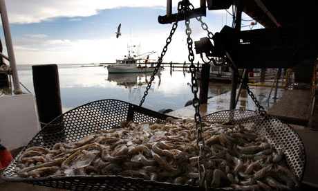 Fresh shrimp in Louisiana