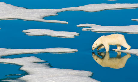 A lone polar bear walks on Arctic pack ice