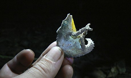 Pygmy chameleon found in Mount Mabu, Mozambique