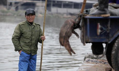 Dead pigs are removed from a Shanghai river