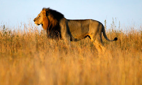A lion in Nairobi's National Park