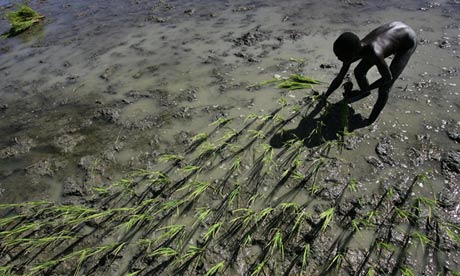 Haiti farming