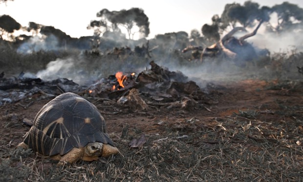 Threatened Habitats on emaze