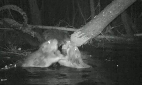 Beavers in River Otter, Devon