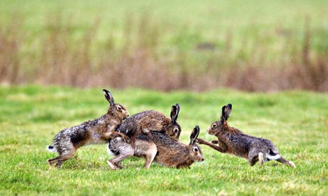 100 years ago: March hare madness