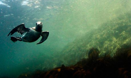 Climate change impact on wildlife : A guillemot underwater,  Farne Islands off the Northumberland 