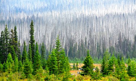 Climate change impact on wildlife :  pines killed by pine beetles near Radium Hot Springs, Canada