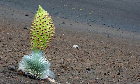 Climate change impact on wildlife  : Silversword plants in Haleakala Crater on Maui.
