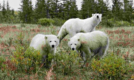 Climate change impact on wildlife : Polar bears south of Churchill