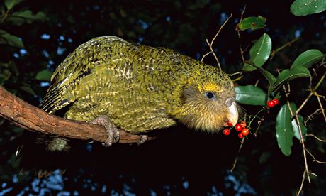 100 most endangerd birds : Kakapo 