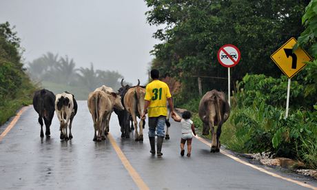 MDG : Dfid aid to Colombia to tackle cattle flatulence
