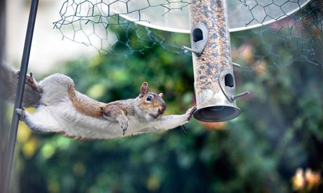 Urban grey squirrel stealing birdseed.. Image shot 2012. Exact date unknown.