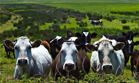 Herd of cattle with calves near Doonbeg, County Clare