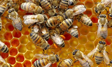 Impact of pesticide on bees and beehive