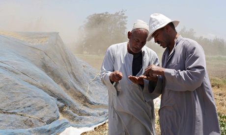 Farmers check grain seeds