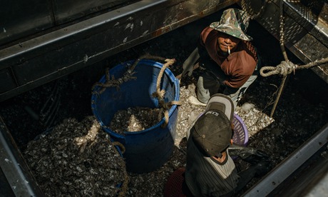 MDG : Thailand seafood industry and slavery : Thai 'trashfish' workers unload trashfish for shrimps