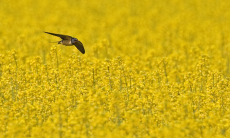 Barn Swallow  adult, in flight, hunting over flowering Oilseed Rape (