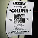 Goliath the cat is missing