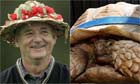 Bill Murray and Arava the disabled tortoise