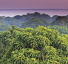 Manaus