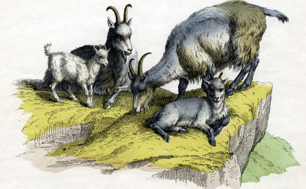 Goats in art: An illustration from The Natural History of Animals by Adam White, pub 1859