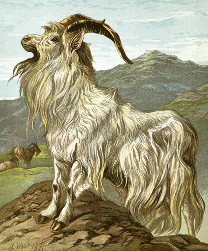 Goats in art: Lithograph of Mountain Goat by H. Weir, dated 1871