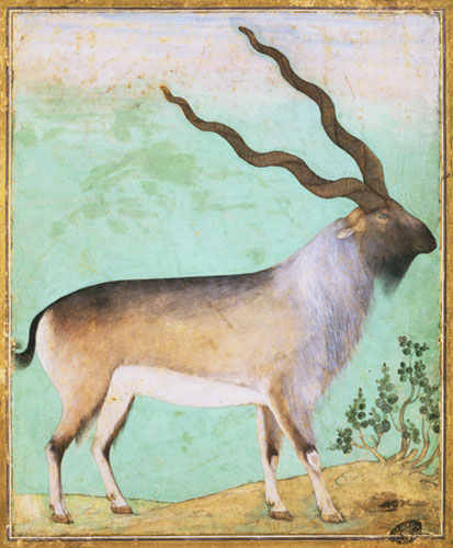Goats in art: Mughal Miniature Painting Depicting an Ibex