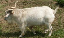 Polled Goats