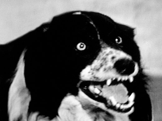 John Waters show: Pet, from the John Waters Rear Projection show