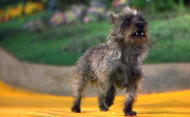Toto the dog in The Wizard of Oz