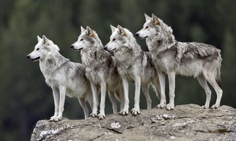 wolves breeding