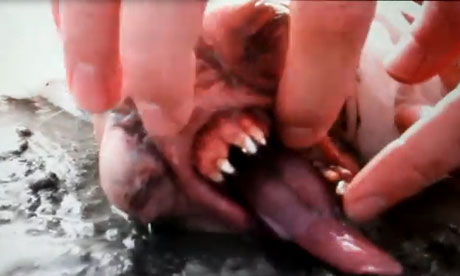 Neill Blomkamp's viral video for Elysium