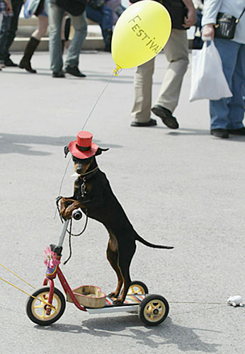 Cannes 2010 day 3 : A dog on a scooter spotted at the Cannes film festival