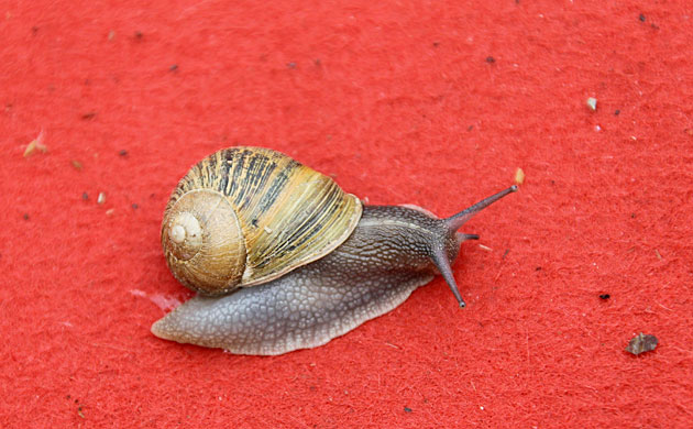 Cannes film festival day8: A snail on the red carpet at the 63rd Cannes film festival