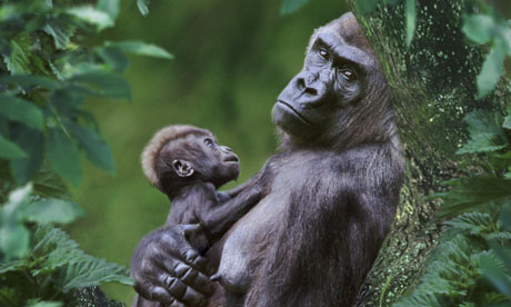 oid gorilla image