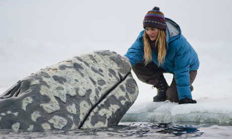 Drew Barrymore in Big Miracle.