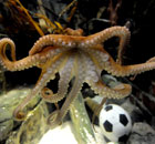 When eight legs are better than one Paul the octopus 002 When eight legs are better than one
