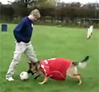 YouTube: Fernando Torres v dog