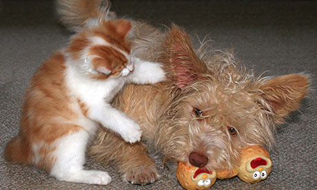 Kitten interacting with dog