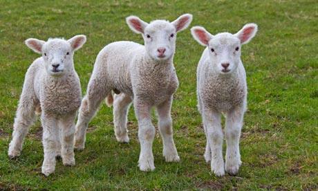 Three white lambs