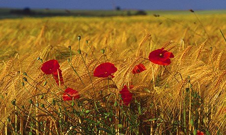 Poppies Le Hamel France