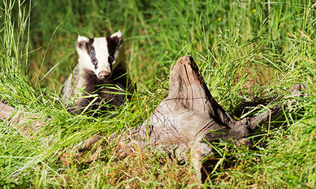 Well grown Badger Cub in Scottish woodland
