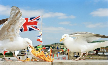 fish chips seagull