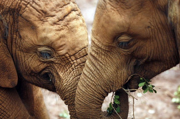 Gallery November 11 2008: Nairobi , Kenya: Two baby elephants play