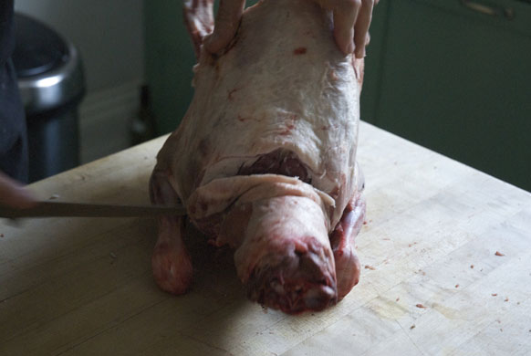 Gallery Butchering a lamb carcass: Lamb. Cut where the neck meets the body