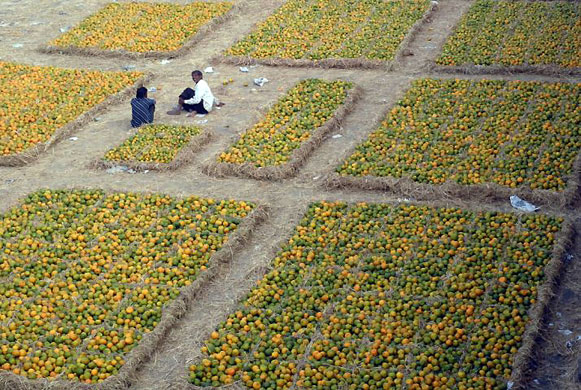 Gallery November 12 2008: Hyderabad, India: Vendors sit beside oranges at a fruit market