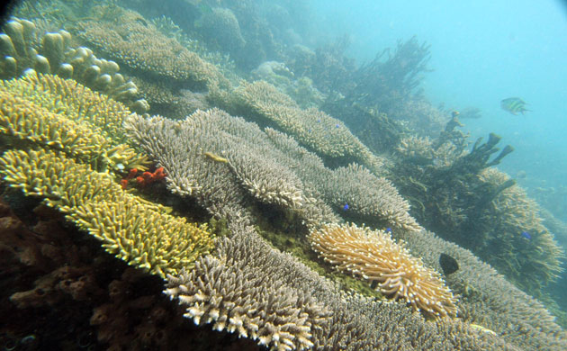 Gallery Ecotourism at Honda Bay: Ecotourism at Honda Bay